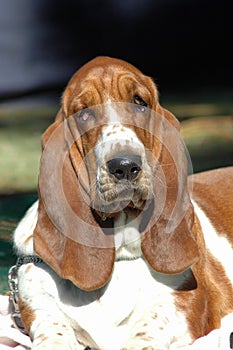 Basset