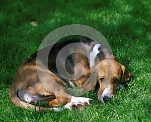 Basset Artesian Normand, Dog sleeping on Grass