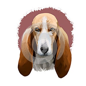 Basset Artesien Normand or Norman Artesian Basset short-legged hound type French dog digital art illustration isolated