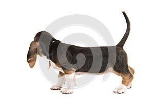 Basset artesien normand puppy seen from the back looking away with tail up