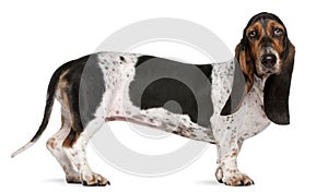 Basset ArtâˆšÂ©sien Normand dog, 11 months old