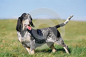 BASSET BLEU DE GASCOGNE