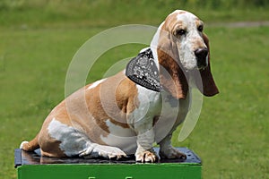 A basset breed dog poses on a podium