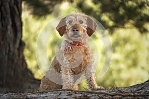 Basset Fauve de Bretagne dog looking directly at the camera in the forest