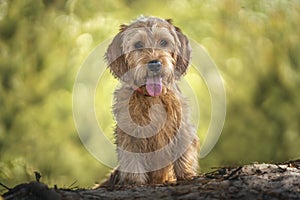 Basset Fauve de Bretagne dog looking directly at the camera in the forest photo