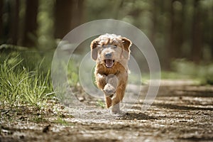 Basset Fauve de Bretagne dog running directly at the camera photo