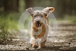 Basset Fauve de Bretagne dog walking directly at the camera