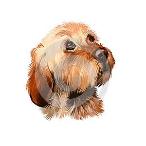 Basset Fauve de Bretagne or Fawn Brittany Basset short-legged hunting scent hound type dog digital art illustration isolated on photo