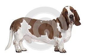 Basset Hound, 1 year old