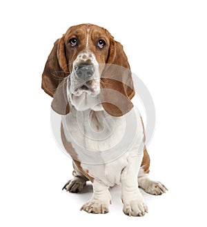 Basset Hound (1 year old)- hush puppy