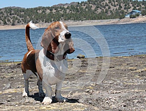 Basset Hound