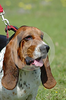 Basset Hound