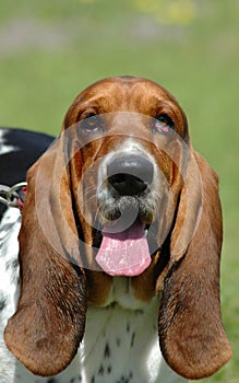 Basset Hound