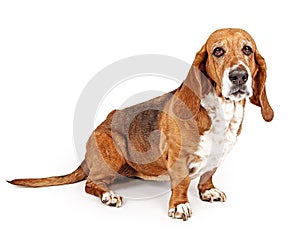 Basset Hound