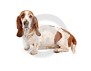 Basset Hound