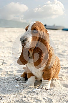 Basset hound