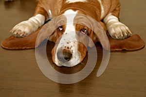 Basset hound