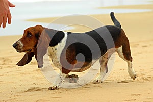 Basset Hound
