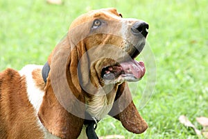 Basset Hound