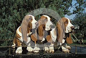 Basset Hound