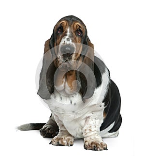 Basset hound, 2 years old, sitting