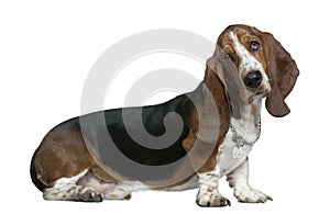 Basset hound, 22 months old, sitting