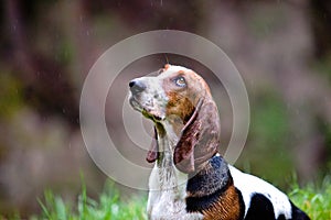 Basset hound