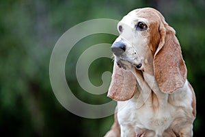 Basset hound