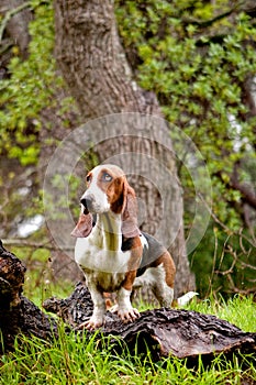 Basset hound