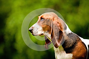 Basset hound