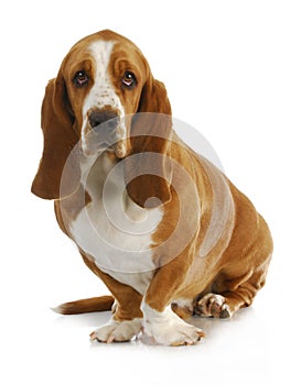 Basset hound