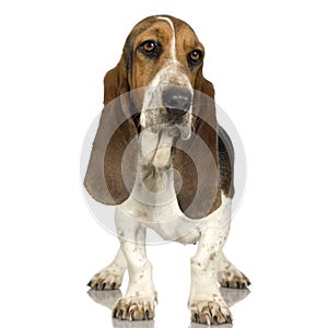 Basset Hound