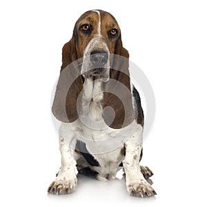 Basset Hound