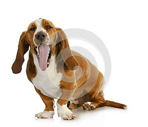 Basset hound