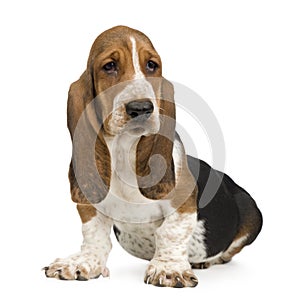 Basset Hound (3 months) - hush puppy