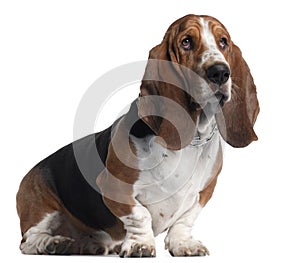 Basset Hound, 3 years old, sitting