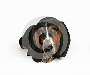 Basset hound