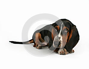 Basset hound