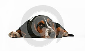 Basset hound