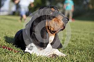 Basset Hound