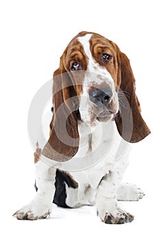 Basset hound