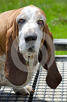 Basset Hound