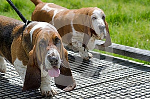 Basset Hound