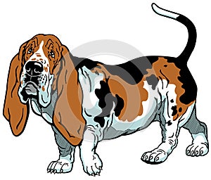 Basset hound