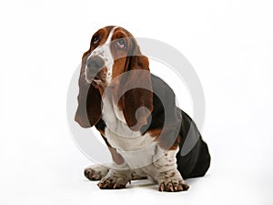 Basset hound