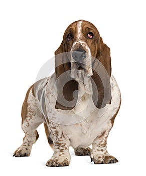 Basset Hound, 4 years old