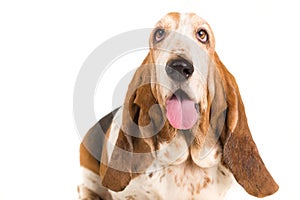 Basset Hound