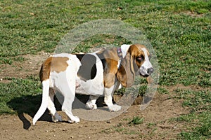 Basset Hound photo