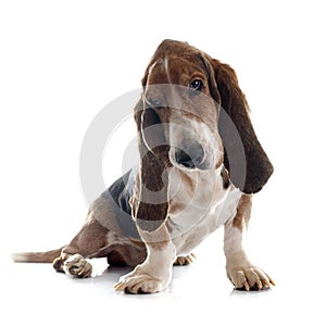 Basset hound