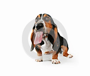 Basset hound